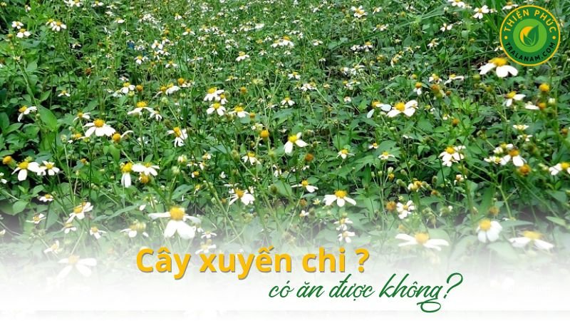 cay-xuyen-chi-co-an-duoc-khong